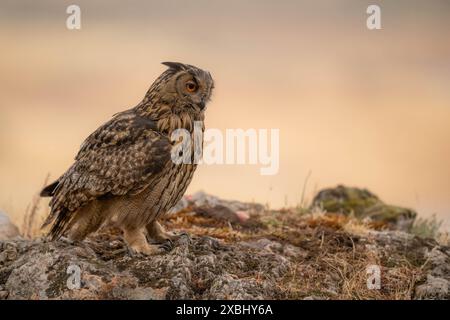 Un gufo d'aquila che va a caccia al tramonto nel nord dell'Estremadura. Foto Stock