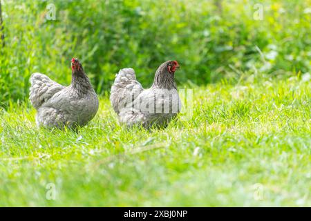 Galline blu di Brahma Foto Stock