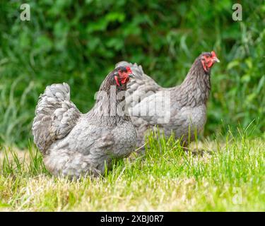 Galline blu di Brahma Foto Stock