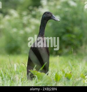 Black Indian Runner Duck Foto Stock