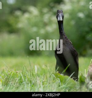 Black Indian Runner Duck Foto Stock