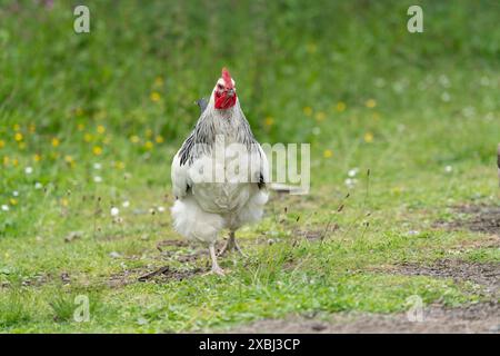 Light Sussex Cockerel che cammina verso la fotocamera Foto Stock