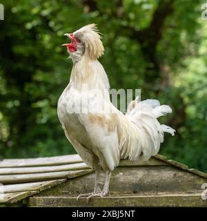 Galletto di gallo lucido Foto Stock