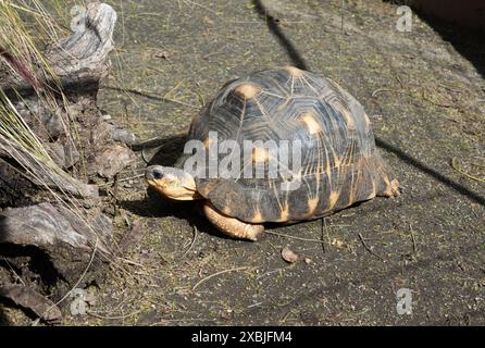 Tartaruga irradiata dal Madagascar meridionale Foto Stock