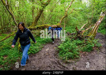 Gli escursionisti adulti attraversano un sentiero estremamente fangoso in fitti boschi con sottobosco e alberi caduti vicino a Scaynes Hill nell'East Sussex, Inghilterra. Foto Stock
