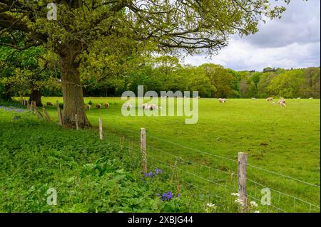 Pascolo con querce e recinzione con pascolamento di pecore e bosco sullo sfondo vicino a Scaynes Hill, East Sussex, Inghilterra. Foto Stock