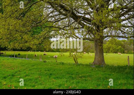 Pascolo con querce e recinzione con pascolamento di pecore e bosco sullo sfondo vicino a Scaynes Hill, East Sussex, Inghilterra. Foto Stock