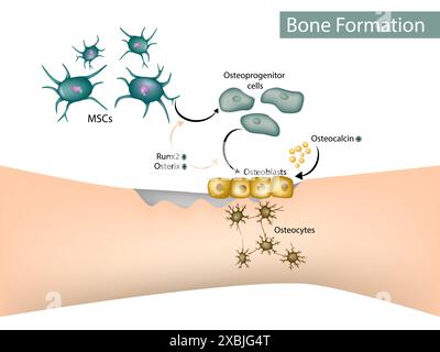 Formazione ossea. Osteoblast, osteociti, cellule staminali del Mesenchima Illustrazione Vettoriale