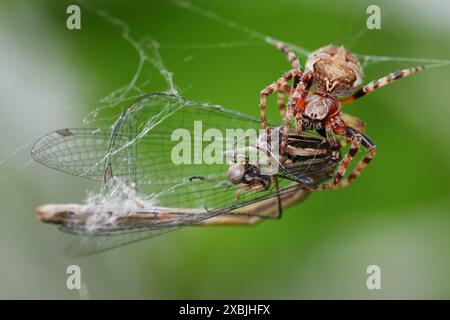 Macro di Un ragno da giardino femminile, Araneus diadematus, che si nutre di Una preda giovanile di Damselfly catturata nel suo Web, New Forest UK Foto Stock