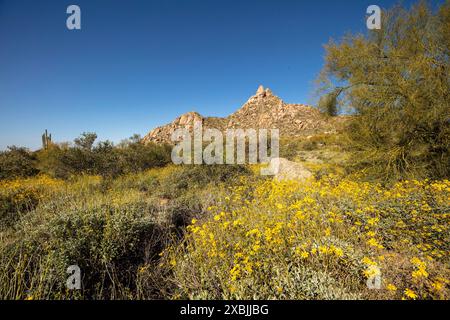 Fiori gialli comuni ma non meno belli di Encelia farinosa, brittlebush, che si illuminano sul lussureggiante deserto di Sonora al sole primaverile dell'Arizona (USA) Foto Stock