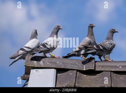 Brieftauben, auf einem Taubenschlag, Taubenzüchter, Mülheim, NRW, Deutschland, Brieftauben **** piccioni portatori, su un piccione loft, fancier di piccioni, Mülheim, NRW, Germania, piccioni portatori Foto Stock