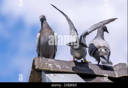 Brieftauben, auf einem Taubenschlag, Taubenzüchter, Mülheim, NRW, Deutschland, Brieftauben **** piccioni portatori, su un piccione loft, fancier di piccioni, Mülheim, NRW, Germania, piccioni portatori Foto Stock