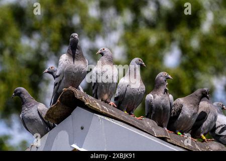 Brieftauben, auf einem Taubenschlag, Taubenzüchter, Mülheim, NRW, Deutschland, Brieftauben **** piccioni portatori, su un piccione loft, fancier di piccioni, Mülheim, NRW, Germania, piccioni portatori Foto Stock