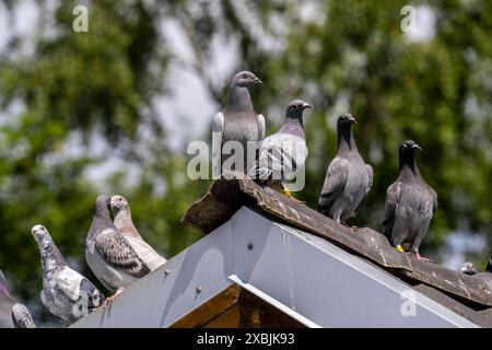 Brieftauben, auf einem Taubenschlag, Taubenzüchter, Mülheim, NRW, Deutschland, Brieftauben **** piccioni portatori, su un piccione loft, fancier di piccioni, Mülheim, NRW, Germania, piccioni portatori Foto Stock