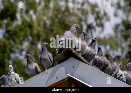 Brieftauben, auf einem Taubenschlag, Taubenzüchter, Mülheim, NRW, Deutschland, Brieftauben **** piccioni portatori, su un piccione loft, fancier di piccioni, Mülheim, NRW, Germania, piccioni portatori Foto Stock