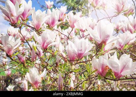Foto ravvicinata della fiorente soulangeana di magnolia, messa a fuoco selettiva. Foto Stock