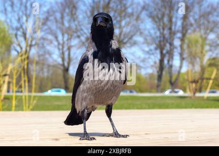 Immagine ravvicinata di un corvo grigio con uno sfondo di erba verde e alberi Foto Stock