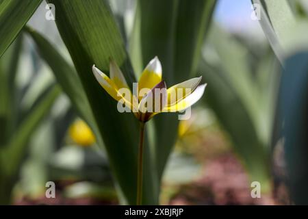 un fiore giallo con piccole foglie in giardino su uno sfondo di foglie verdi Foto Stock