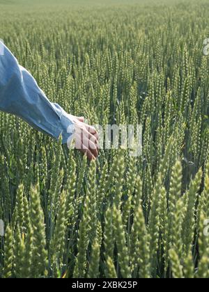 Un primo piano verticale della mano di un uomo che tocca delicatamente la segale verde in un campo ucraino, la sua camicia blu in contrasto con il vibrante verde naturale Foto Stock