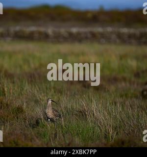 Curlew Eurasian standing (wader alto, becco e gambe ricurvi lunghi, habitat degli altopiani della brughiera in primavera) - Dallow Moor, North Yorkshire, Inghilterra, Regno Unito. Foto Stock