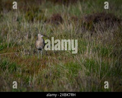 Curlew Eurasian standing (wader alto, becco curvo aperto, gambe lunghe, altopiani brughiere habitat primaverile) - Dallow Moor, North Yorkshire, Inghilterra, Regno Unito. Foto Stock