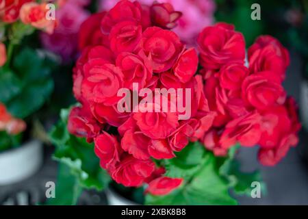 Fiori rossi, abbondanti infiorescenze del fiore casalingo Begonia elatior. Decorazioni per la casa. Foto Stock