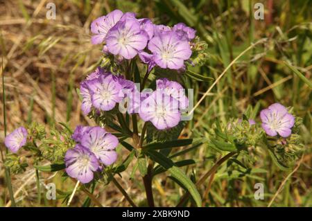 Threadleaf Phacelia (Phacelia linearis) fiore selvatico viola al First Peoples Buffalo Jump State Park, Montana Foto Stock