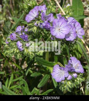 Threadleaf Phacelia (Phacelia linearis) fiore selvatico viola al First Peoples Buffalo Jump State Park, Montana Foto Stock