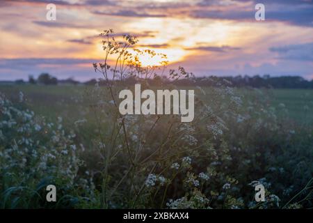 Cielo colorato al tramonto sui campi nel Lincolnshire, Regno Unito Foto Stock