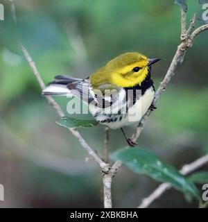 Un primo piano di una parula verde dalla gola nera appollaiata su un ramo in un ambiente forestale. Foto Stock