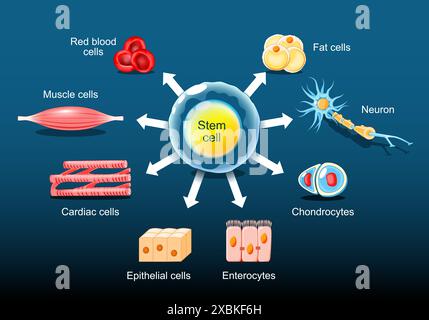 Le cellule staminali possono diventare qualsiasi tessuto del corpo. Differenziazione della cella staminale. Illustrazione vettoriale piatto isometrico Illustrazione Vettoriale