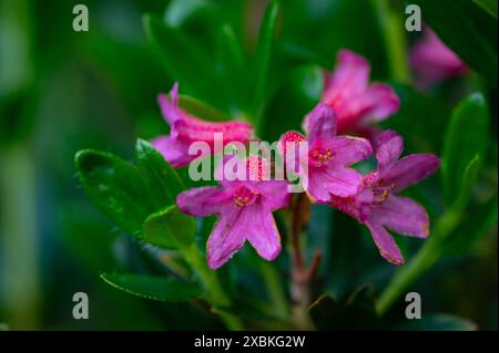 primo piano di rose alpine in fiore rosa. Lituania Foto Stock
