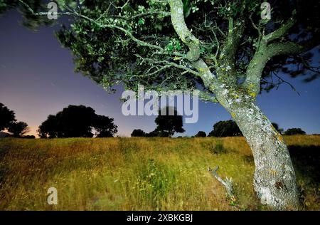 Holm Oak a Cabanillas de la Sierra, Madrid, Spagna Foto Stock