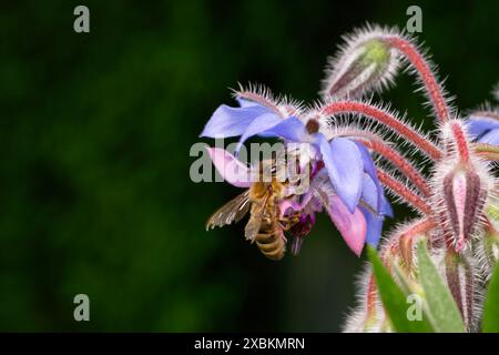 Borago officinalis Apis mellifera primo piano di un'ape al fiore di una pianta di borragine Foto Stock