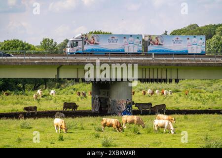 Camion sull'autostrada A40, ponte sulla Ruhr e Styrumer Ruhrauen, mandria di bovini, mucche da latte al pascolo, Mülheim an der Ruhr, NRW, Germania Foto Stock