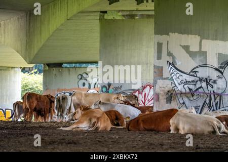 Mandria di bovini, vacche da latte, che riposano sotto il ponte dell’autostrada A40 nello Styrumer Ruhrauen, Mülheim an der Ruhr, NRW, Germania, Foto Stock