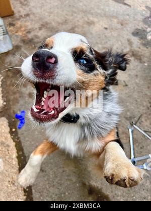 Simpatico cane da pastore australiano che gioca con i denti aperti che saltano in giro Foto Stock