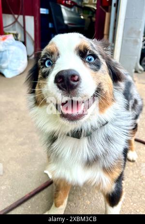 Grazioso ritratto di cucciolo di pastore australiano da vicino Foto Stock