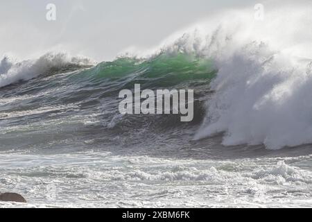 In cima a una grande onda verde dell'oceano con primo piano di spighe Foto Stock