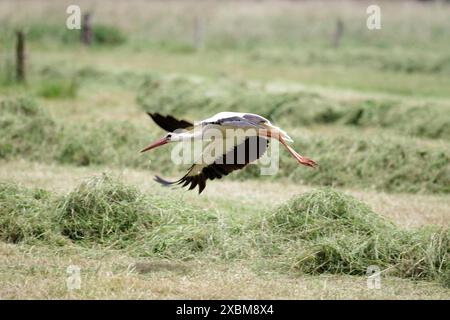 Cicogna bianca (Ciconia ciconia), uccello, volare, ali, una cicogna adulta vola sopra un prato Foto Stock