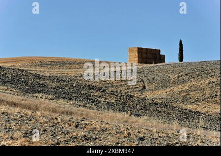 Cypress vicino a San Quirico d'Orcia, Val d'Orcia, Toscana, Italia, Europa, colline aride con balle di fieno e un albero solitario sotto un cielo blu, la Toscana Foto Stock