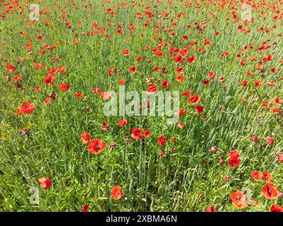 Vista aerea, dall'alto verso il basso di un campo di mais con fiore di papavero (Papaver rhoeas), di dimensioni standard, in piena fioritura, Canton Sciaffusa, Svizzera Foto Stock