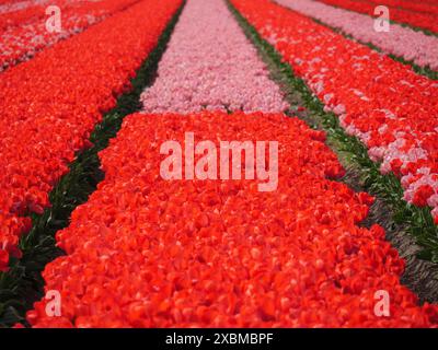 Ampio campo in file di tulipani bianchi e rossi che evocano la primavera, amsterdam, olanda, paesi bassi Foto Stock