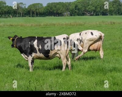 Tre mucche su un prato verde, una solleva una gamba, lichtenvoorde, gheldria, paesi bassi Foto Stock