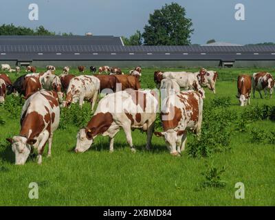 Mucche che mangiano erba su un pascolo, sullo sfondo pannelli solari in edifici agricoli, lichtenvoorde, gheldria, paesi bassi Foto Stock