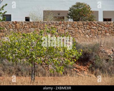 Un albero di fronte a un rustico muro di pietra e una casa circondata da erba secca, ibiza, mediterraneo, spagna Foto Stock