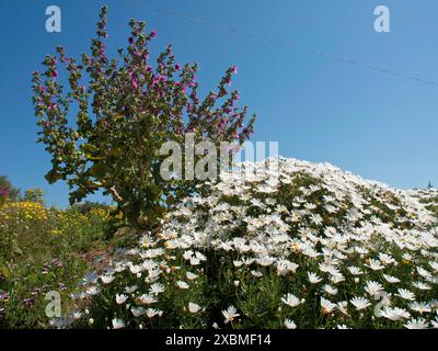 Primo piano di margherite bianche in fiore e fiori viola su un cielo azzurro, Gozo, Mar Mediterraneo, Malta Foto Stock