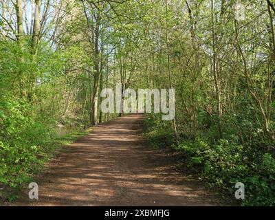 Un sentiero boschivo, fiancheggiato da lussureggianti alberi e arbusti verdi, vi invita a fare una tranquilla passeggiata nella natura primaverile, Metelen, vestfalia, germania Foto Stock