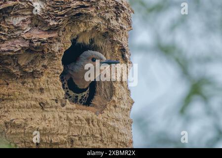 Northern Flicker Woodpecker nel suo nido Foto Stock