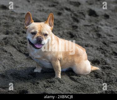 9 anni Red-Tan Frenchie maschio seduto e cantato a Sandy Beach di pacifica, California. Foto Stock